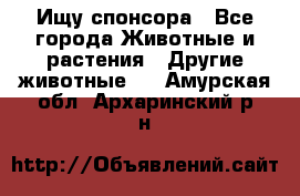 Ищу спонсора - Все города Животные и растения » Другие животные   . Амурская обл.,Архаринский р-н